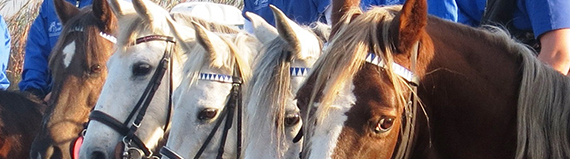 Green Acres Riding School